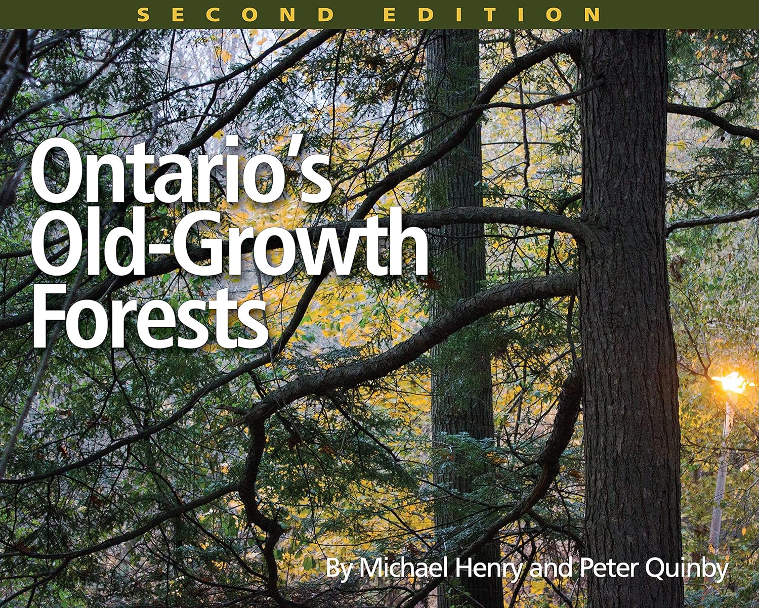 Ontario's Old Growth Forests